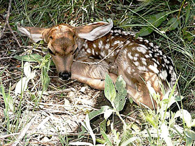 Deer fawn - NMDGF Archive News: Wild babies do not need helping human hands