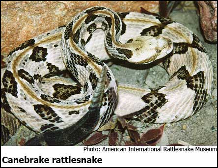 canebrake rattlesnake