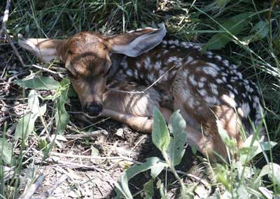 deer fawn