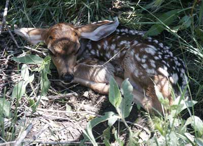 deer fawn