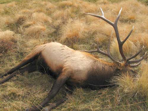 NMDGF Archive News: Trophy bull elk shot, left to rot at Valles Caldera