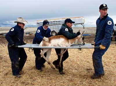 New Mexico Department of Game and Fish captures, relocates 277 pronghorn antelope