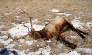 2 bull elk poached, left to rot near Regina