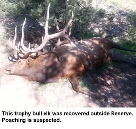 This trophy bull was recovered outside Reserve. Poaching is suspected.