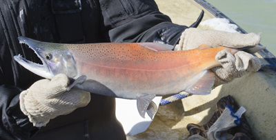 Kokanee salmon: (NMDGF Archive News: Salmon snagging season opens Nov. 8 At Heron Lake)