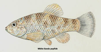 White Sands pupfish - NMDGF Archive News: Agreement will protect threatened White Sands pupfish