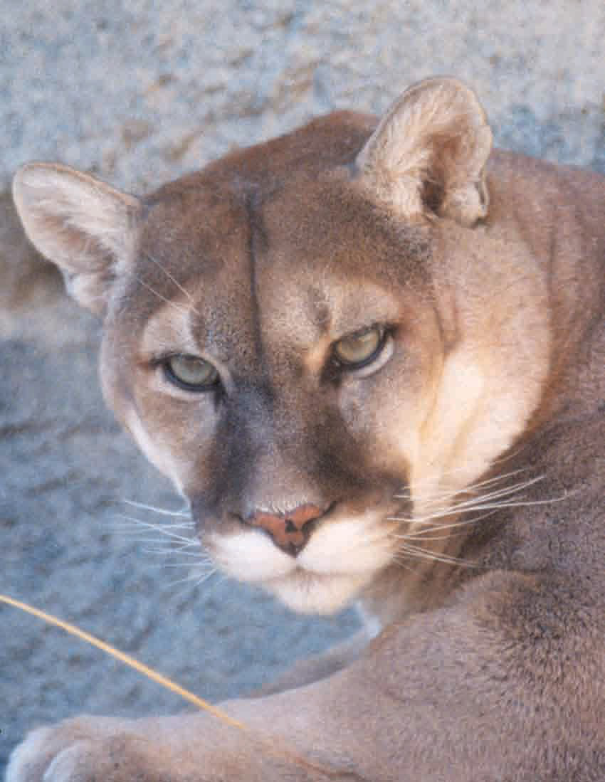 scientific name of a mountain lion