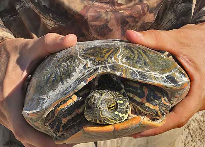Share with Wildlife – Project Highlight: Chasing Turtles