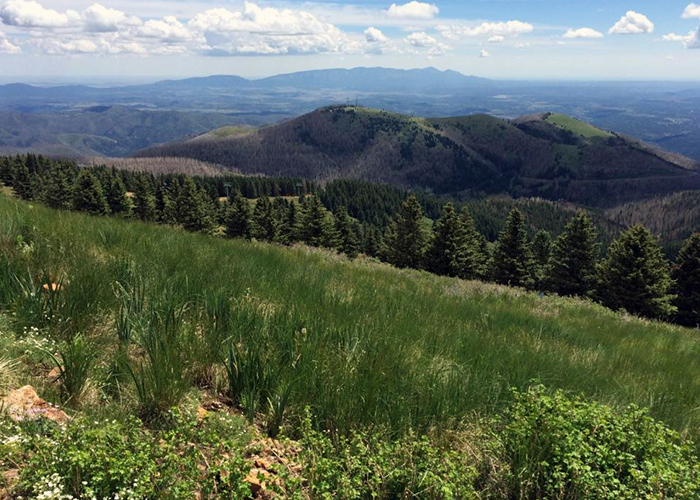 Share with Wildlife – Project Highlight: Surveying for Rare Chipmunks