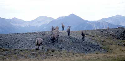 Rocky Mountain bighorns on Gold Hill in the Carson National Forest - Alpine Hunts for Bighorn Sheep - New Mexico Game & Fish