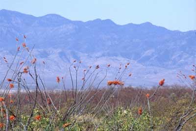 Desert mountain habitat in southern New Mexico - Desert hunts for Bighorn Sheep - New Mexico Game & Fish