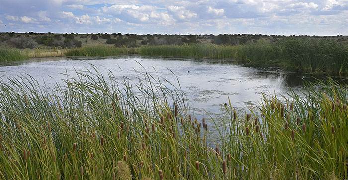 Cattails border the water's edge of high desert pond near Santa Fe. Photo by Dan Williams. Pond Life Connections environment image - Discover New Mexico - Wildlife Conservation Curriculum
