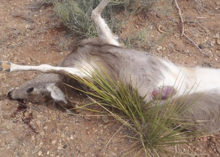 Three Deer Shot and Left to Rot Near Ute Lake New Mexico Department of Game& Fish Three Deer Shot and Left to Rot Near Ute Lake New Mexico Department of Game& Fish