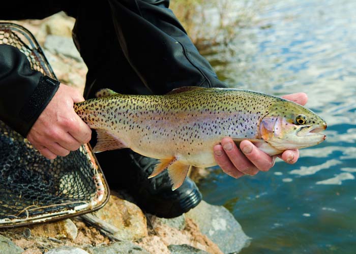 Trout Stocking Info 61