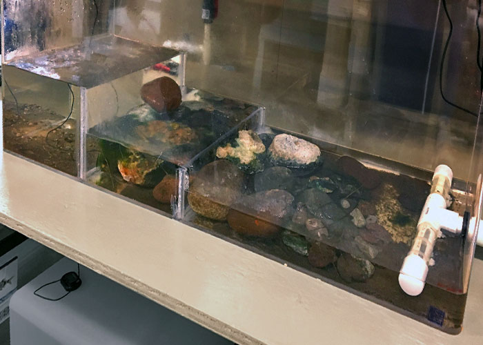 Protecting Springsnails- Project Highlight- Share with Wildlife, New Mexico Department of Game and Fish