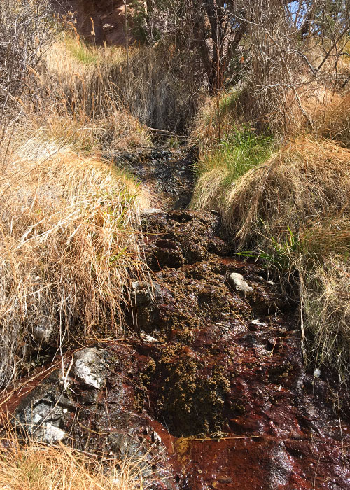 Protecting Springsnails- Project Highlight- Share with Wildlife, New Mexico Department of Game and Fish