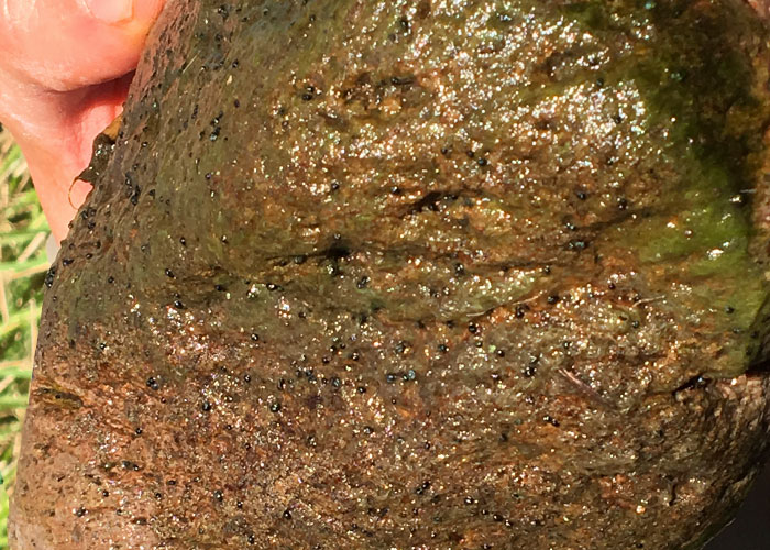 Protecting Springsnails- Project Highlight- Share with Wildlife, New Mexico Department of Game and Fish
