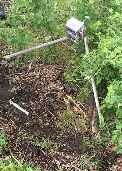 Delving into a Chipmunk’s Life History - Share with Wildlife – Project Highlight - NMDGF