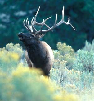 NMDGF Archive News: Department seeks contractor for Sargent elk viewing area