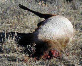 dead elk - NMDGF Archive News: Department wants head-hunting poacher who killed elk, left it to rot
