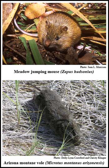 meadow jumping mouse and Arizona montane vole - NMDGF Archive News: Recovery plan for imperiled rodents ready for public review