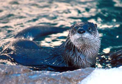 Otter - NMDGF Archive News: River otters return to upper Rio Grande Basin