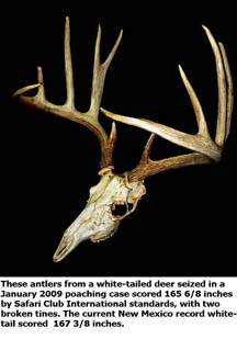 White-tail skull - NMDGF Archive News: Fort Sumner man pleads guilty to poaching near-record white-tailed deer
