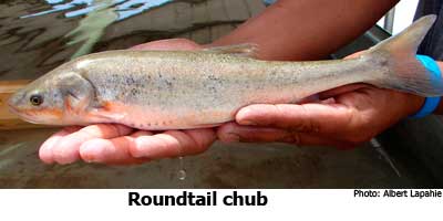 Roundtail chub - NMDGF Archive News: Endangered roundtail chubs released in San Juan River