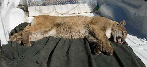 NMDGF Officers capture, relocate Santa Fe mountain lion