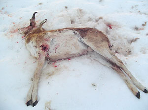Archive News: Two pronghorn antelope shot and left to rot south of Estancia