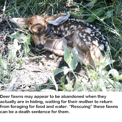 Deer fawns may appear to be abandoned when they actually are in hiding, waiting for their mother to return from foraging for food and water. Rescuing these fawns can be a death sentence for them.