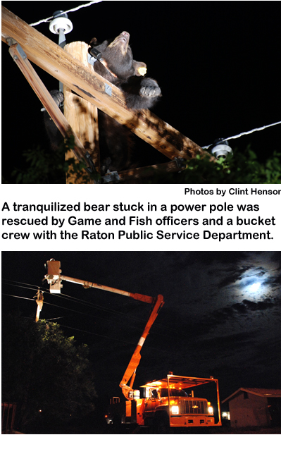 A tranquilized bear stuck in a power pole was rescued by New Mexico Game and Fish officers and a bucket crew with the Raton Public Service Department.