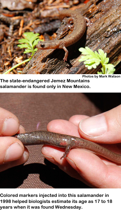 The state-endangered Jemez Mountains salamander is found only in New Mexico. (top) - Colored markers injected into this salamander in 1998 helped biologists estimate its age as 17 to 18 years when it was found Wednesday. (bottom)
