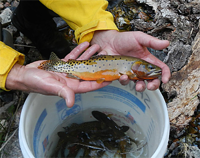 New Mexico Game and Fish Archive News: Native Rio Grande cutthroat trout rescued from Tres Lagunas Fire area