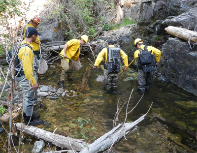 New Mexico Game and Fish Archive News: Native Rio Grande cutthroat trout rescued from Tres Lagunas Fire area