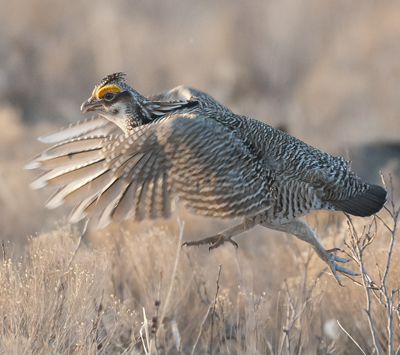 New Mexico Game and Fish Archive News: Entries sought for 2013 Prairie Chicken Festival poster contest