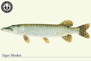 Tiger Muskie, Warm Water Fish Illustration - New Mexico Game & Fish