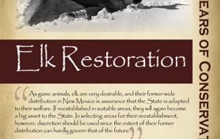 Elk restoration began 1911 and today is estimated at approximately 80,000 - New Mexico Game & Fish Century of Conservation