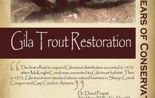 Gila trout began restoration of the 1960s -New Mexico Game & Fish Century of Conservation