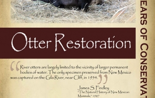 Restoring otters to the Rio Grande, 2000s- New Mexico Game & Fish Century of Conservation