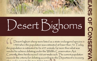 The successful recovery and delisting of desert bighorn sheep,  2010s - New Mexico Game & Fish Century of Conservation