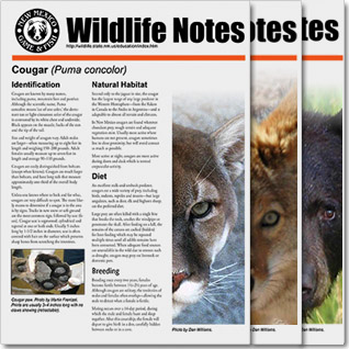 Download free PDF Wildlife Notes offering educational information on New Mexico's diverse animals.