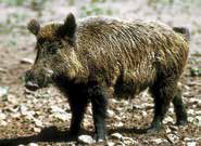 hunting-big-game-feral-hog-NMDGF-New-Mexico