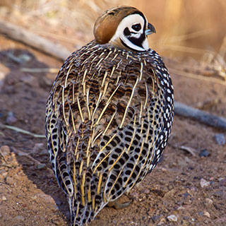 Montezuma quail New Mexico hunting upland game bird - photo by M.L. Watson (NM Department of Game and Fish)