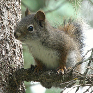 Red squirrel in tree, New Mexico hunting, upland game - photo by J.N. Stuart (NM Department of Game and Fish)