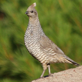 Scaled quail New Mexico hunting upland game bird - photo by J.N. Stuart (NM Department of Game and Fish)