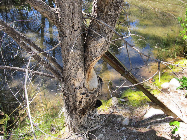 Sign of beaver activity on the Santa Fe River, New Mexico (Share with Wildlife)