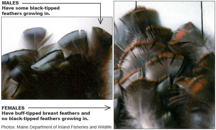 Turkey Feather Identification, Male Black-Tipped, Female Buff-Tipped, Original photo from Maine Department of Inland Fisheries and Wildlife