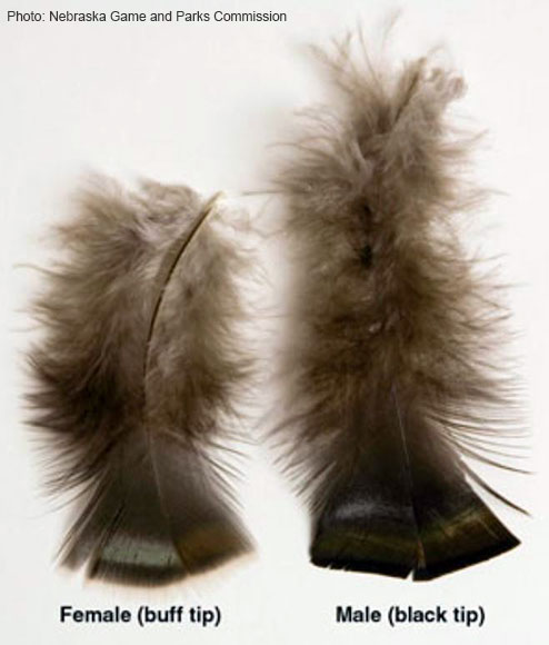 Turkey New Mexico Department Of Game Fish