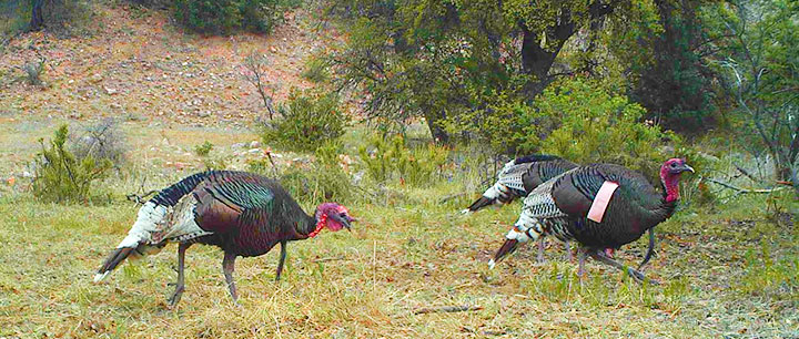 Turkey New Mexico Department Of Game Fish